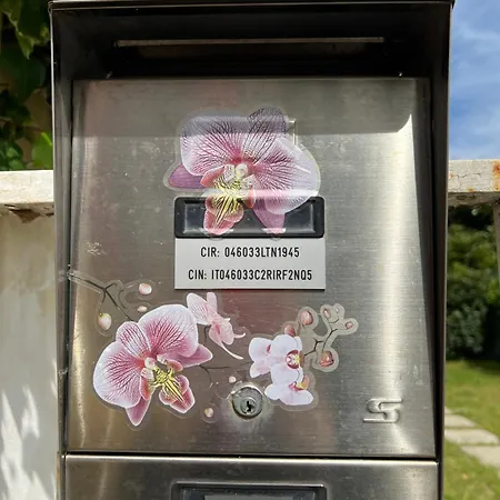 Orchidea * וירג'יו