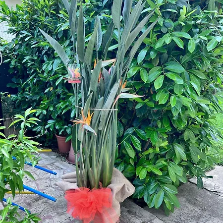 Orchidea Ferienhaus *
